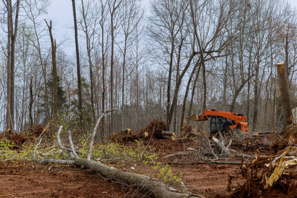 Best Tree Trimming and Pruning  in New Brunswick, NJ