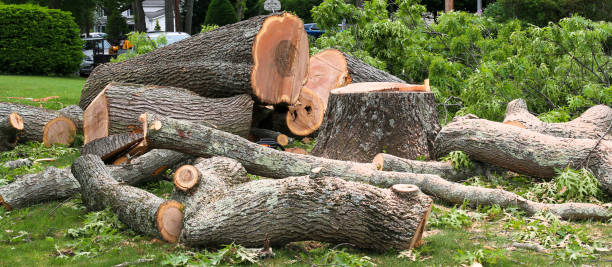 Best Commercial Tree Services  in New Brunswick, NJ